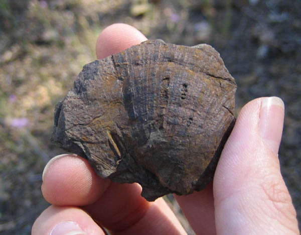 fossil shell found in shale