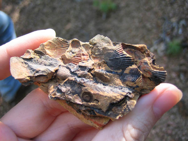 Fossils shells found in shale deposit