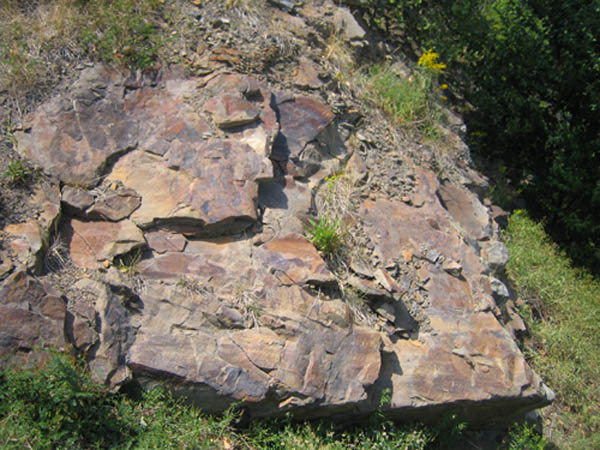 shale deposit with fossils